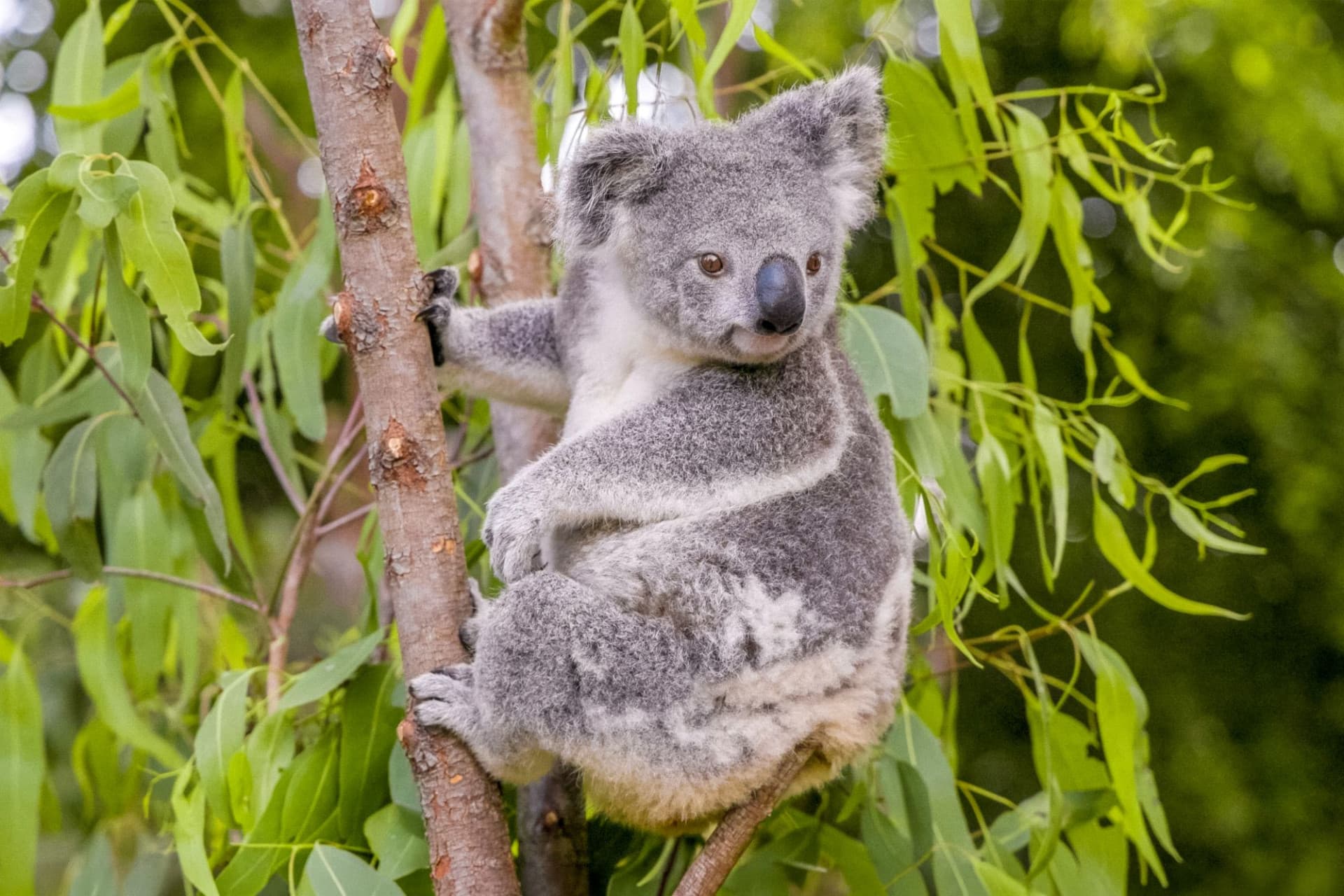 Билет в Currumbin Wildlife Sanctuary на Голд-Косте, фото 8